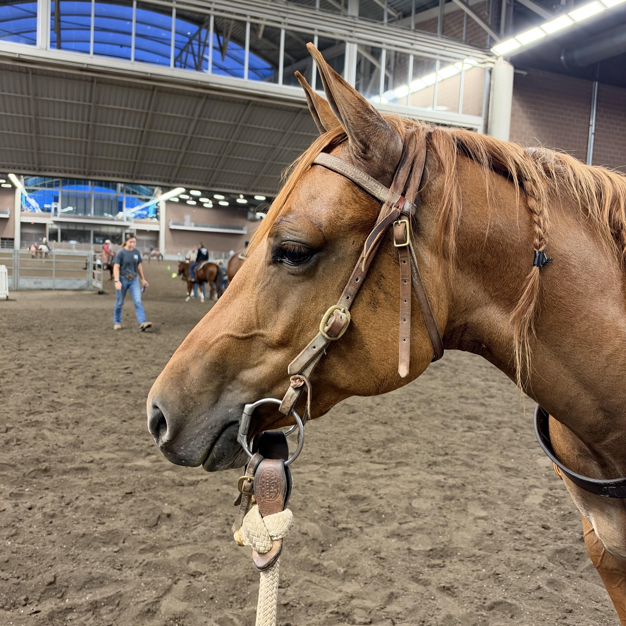 IQHA Fall Classic and Iowa Ranch Horse Breeders Futurity recap #1! Open ...