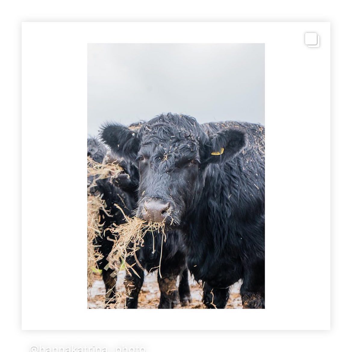 Cardeeth | Cresselly