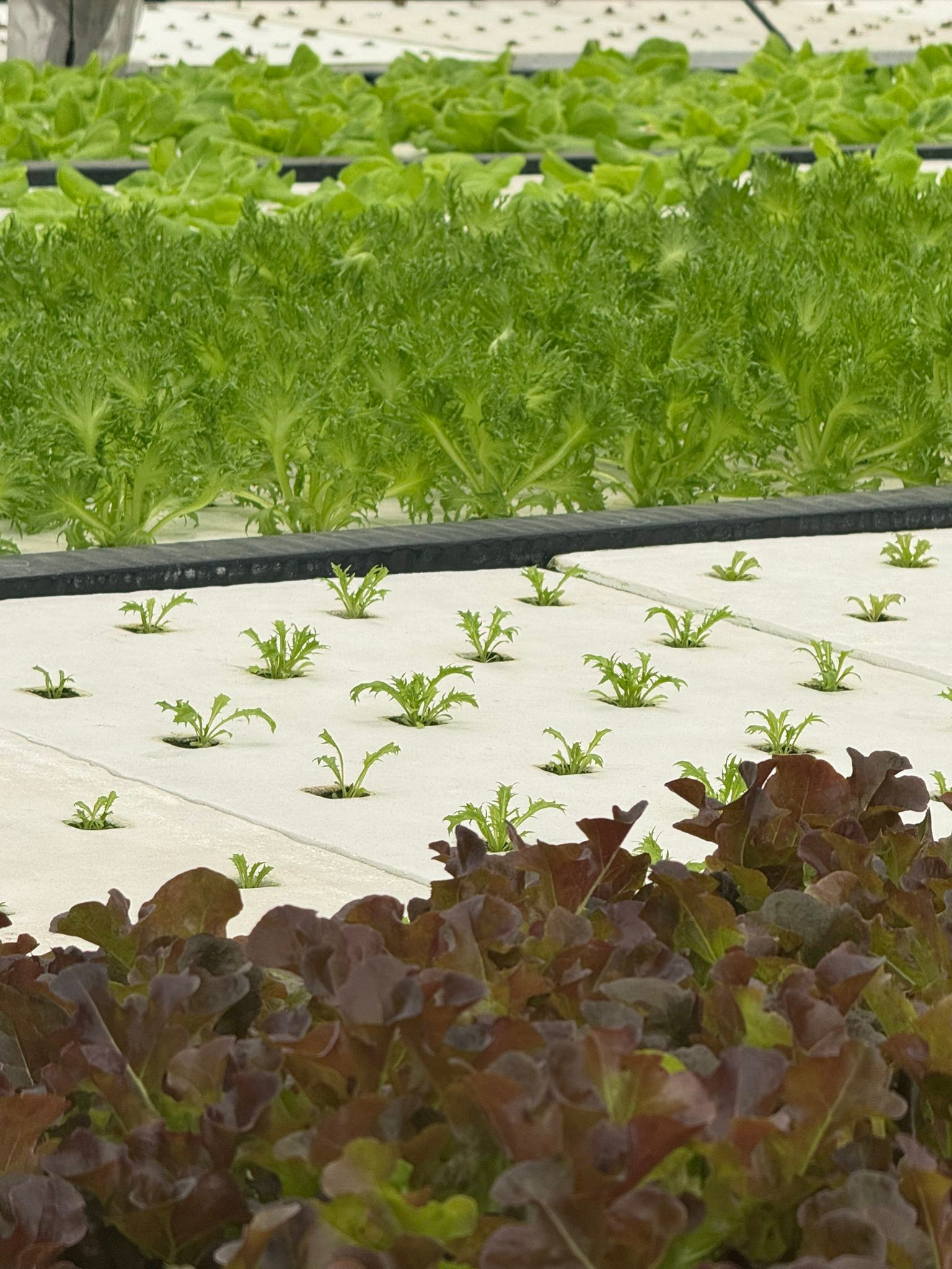 菜老虎、無毒水耕生菜