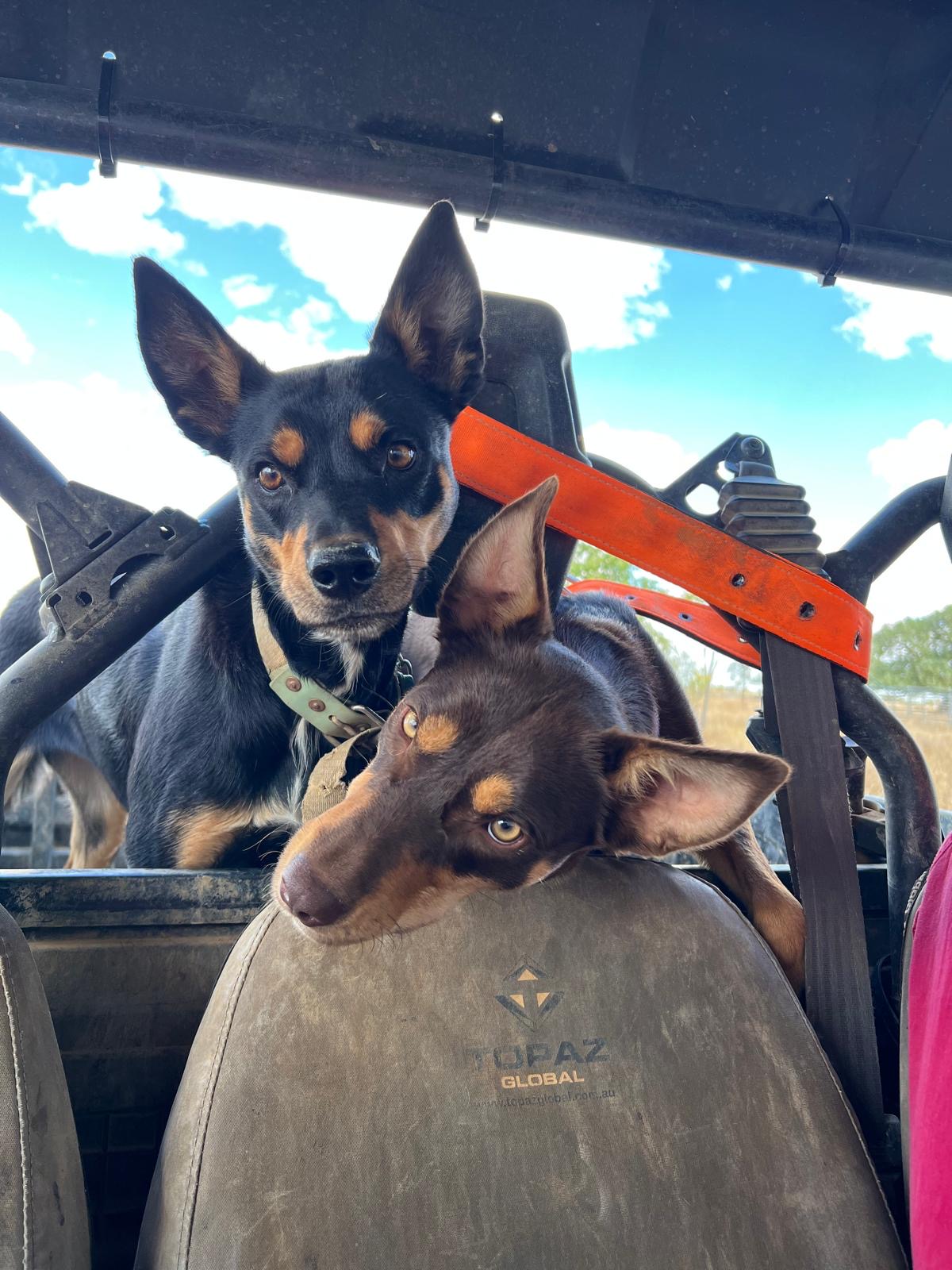 Dunluce Working Dogs | Hughenden QLD