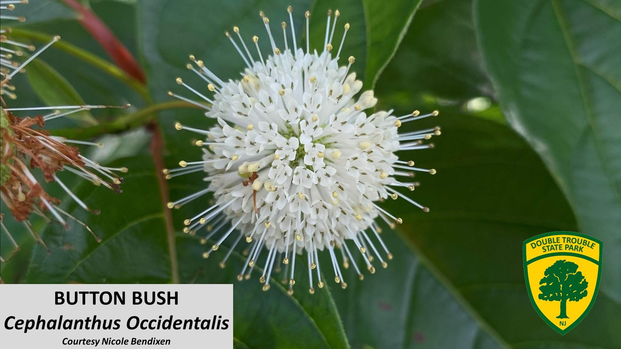 Button Bush, Cephalanthus... - Double Trouble State Park