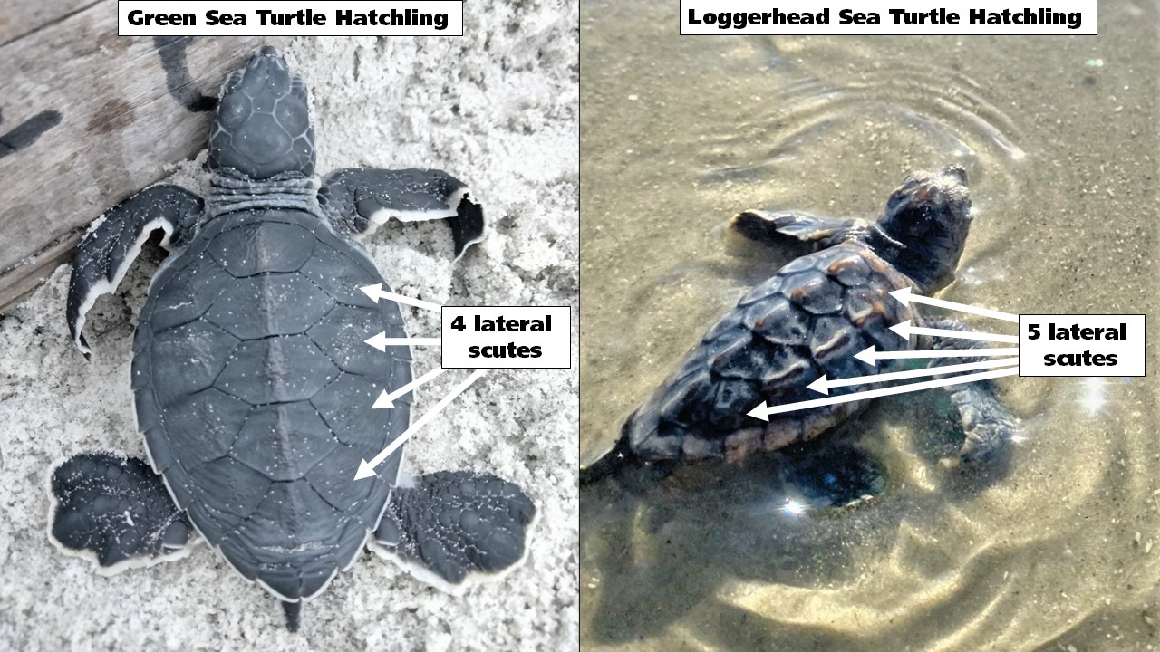 Cumberland Island National Seashore - We currently have 1026 sea turtle ...