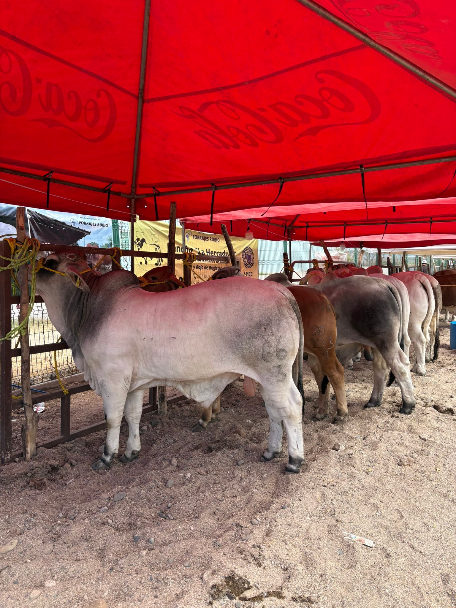 Rancho La Herradura Sinaloa | Guasave