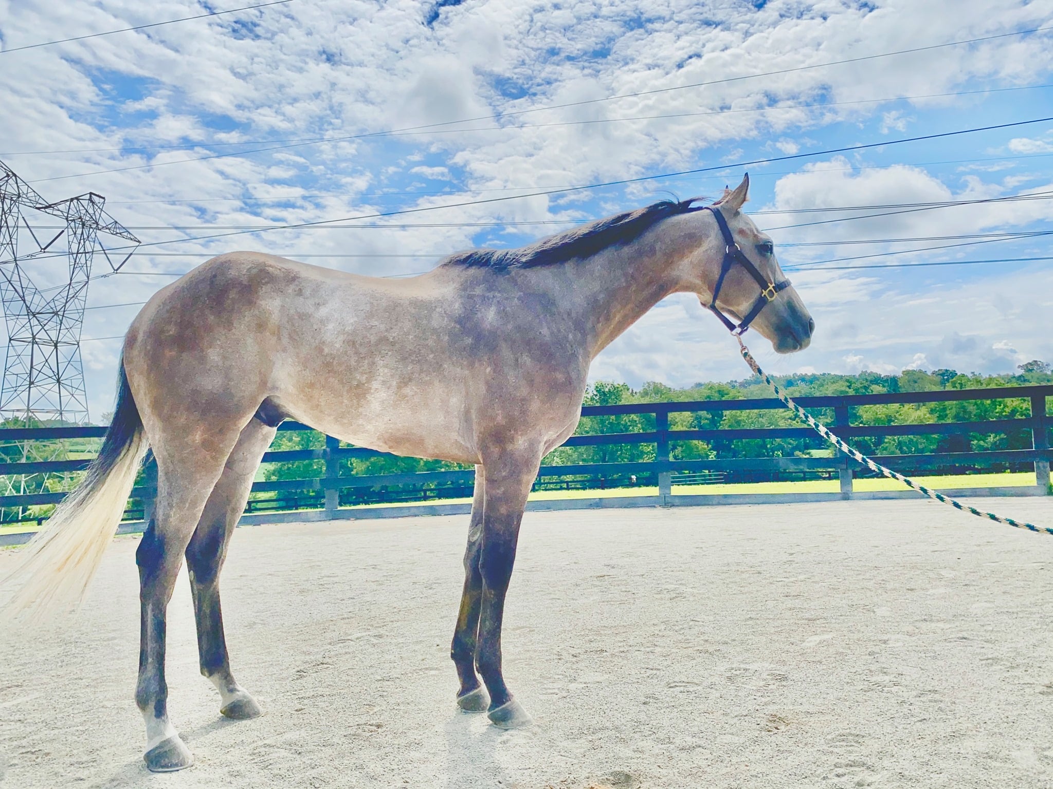 Elixir Farm Boarding & Thoroughbred Sales | Whiteford MD