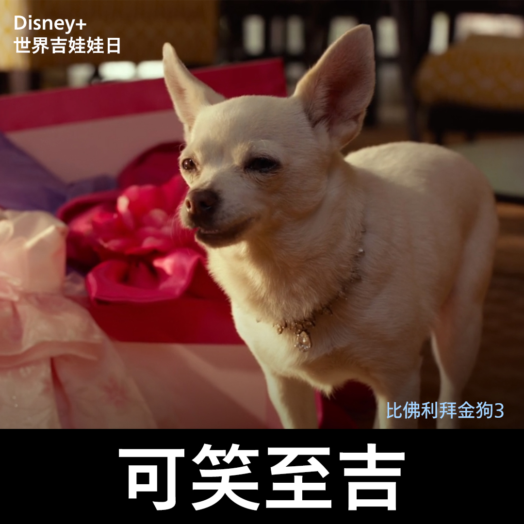 Disney+ - ☝️今天不只是母親節，還是世界吉娃娃日🐶快給媽媽看這些吉度有戲的憨吉們🐕，心情保證好吉了 ️... | Facebook