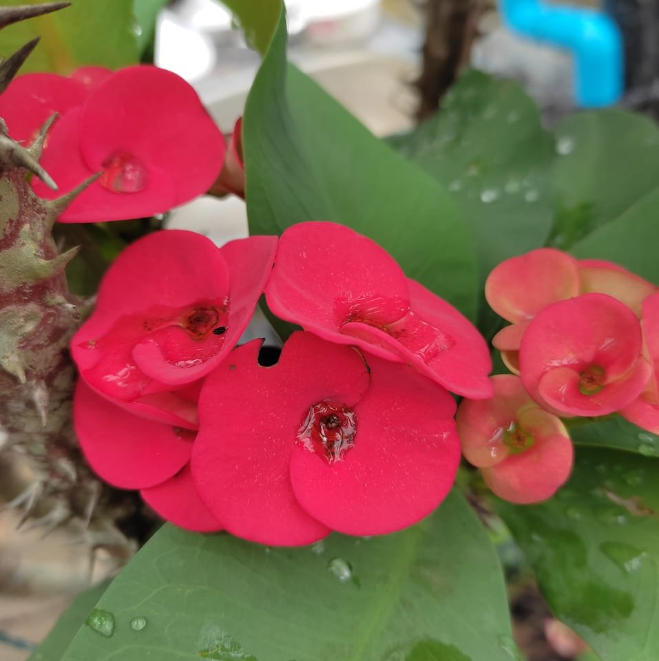 มาเรียนอัลกุรอานกันต่อน่ะค่ะ อิงซาอัลลอฮ.ตะอาลา | Ameenoh Manung