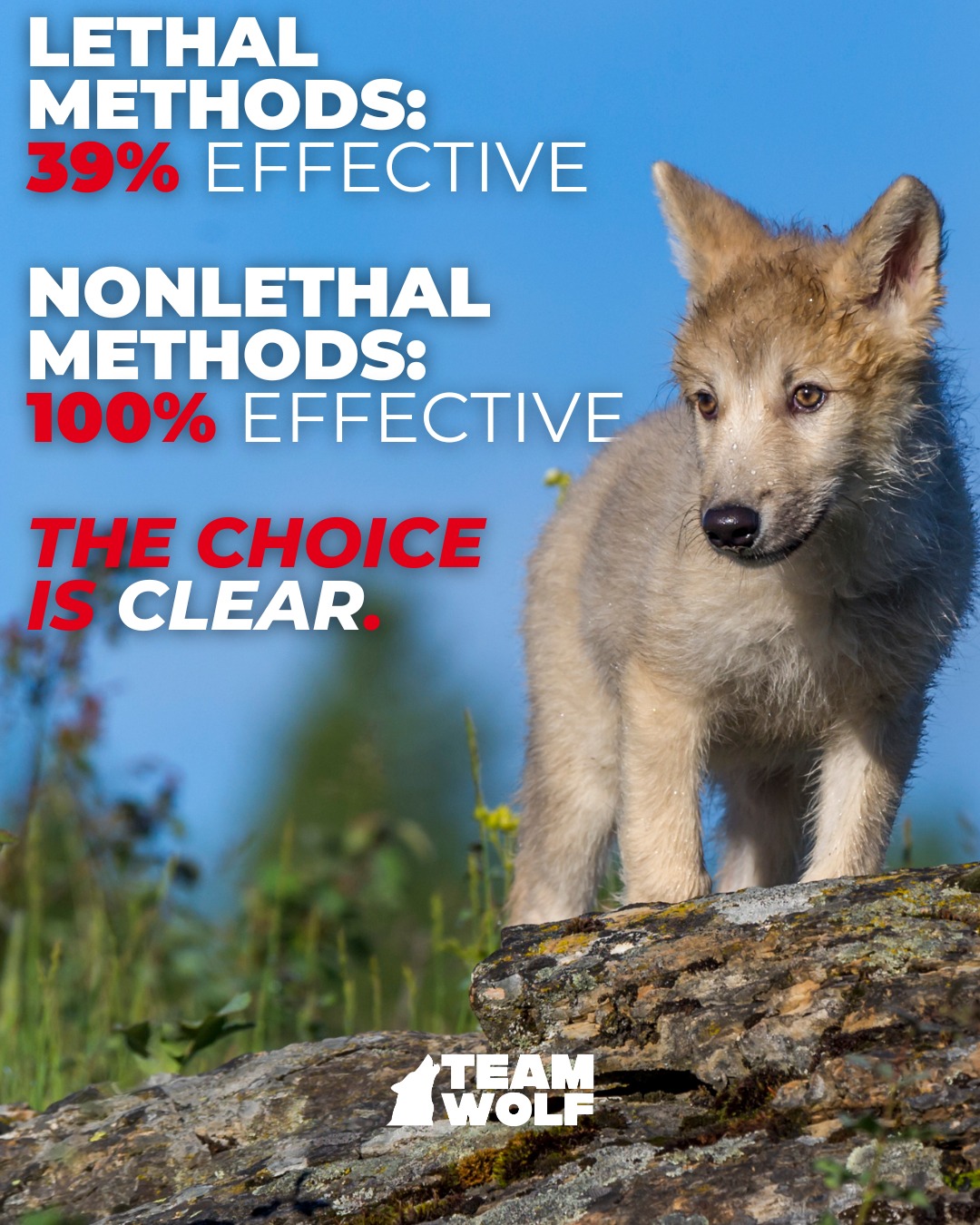 Team - Lethal wolf management doesn’t just fail wolves—it fails ...