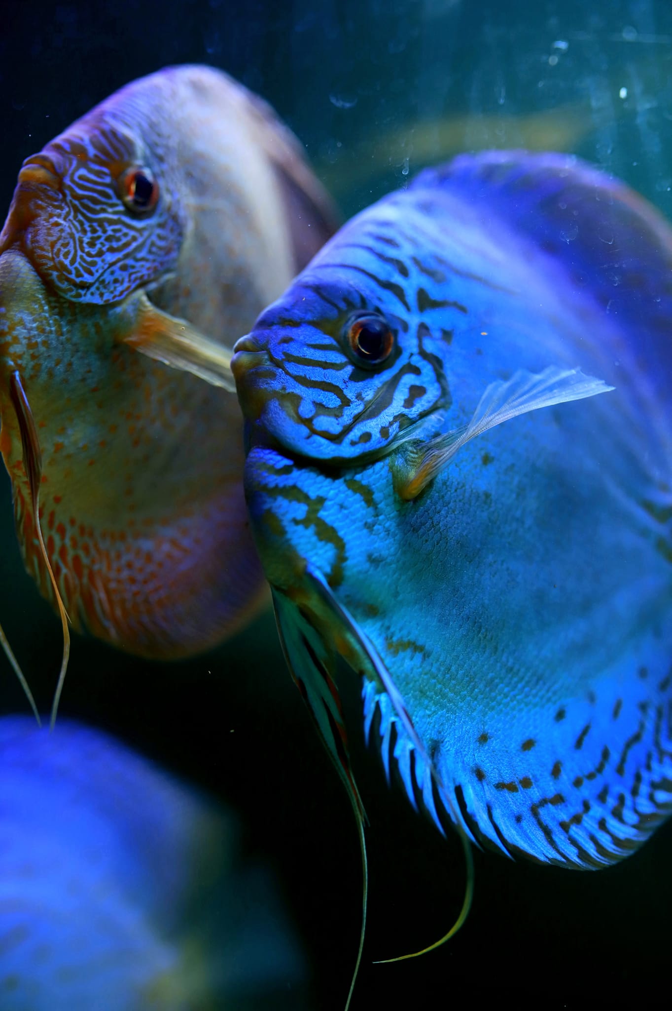 Pla Pan Discus