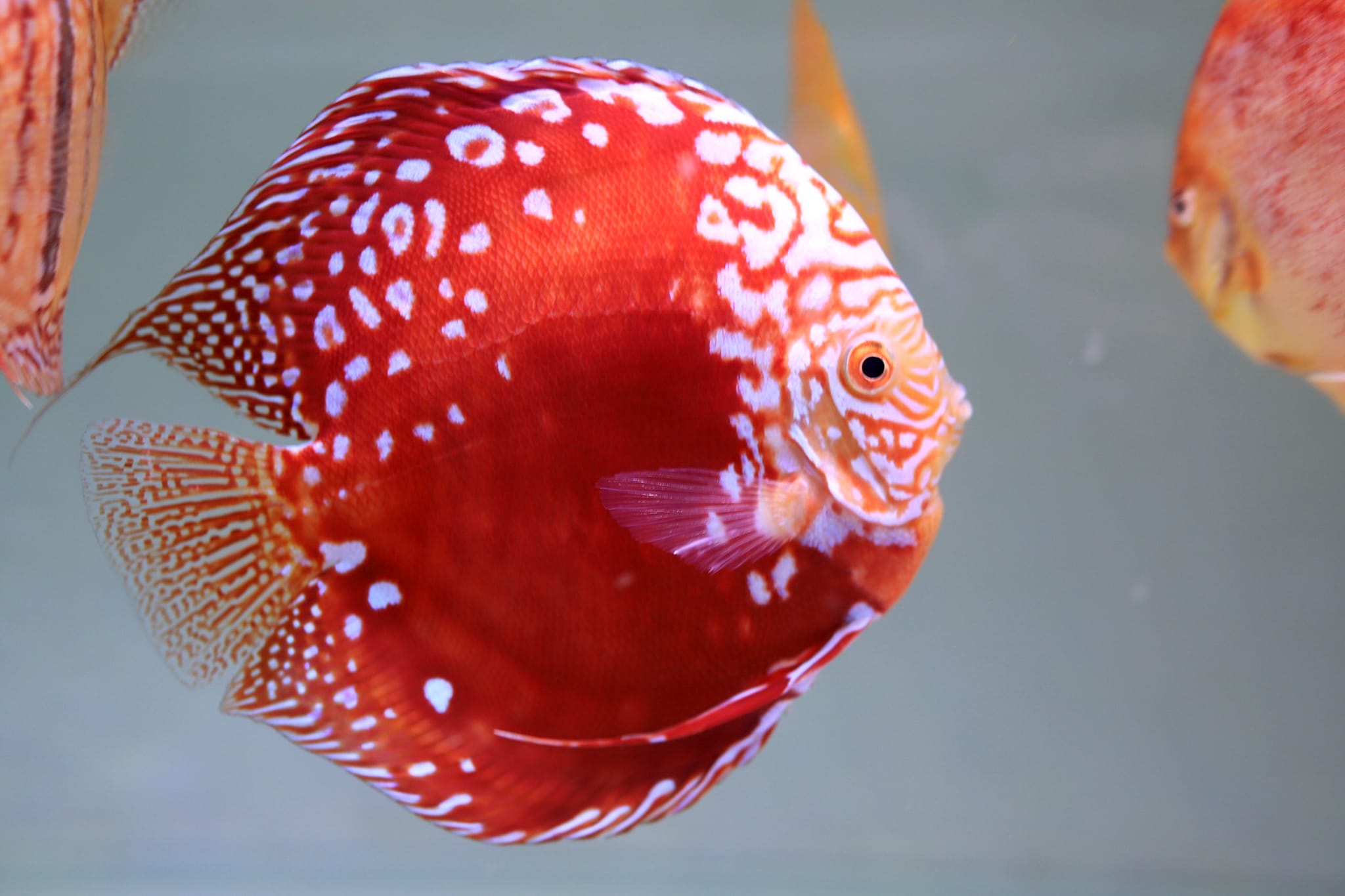 Pla Pan Discus
