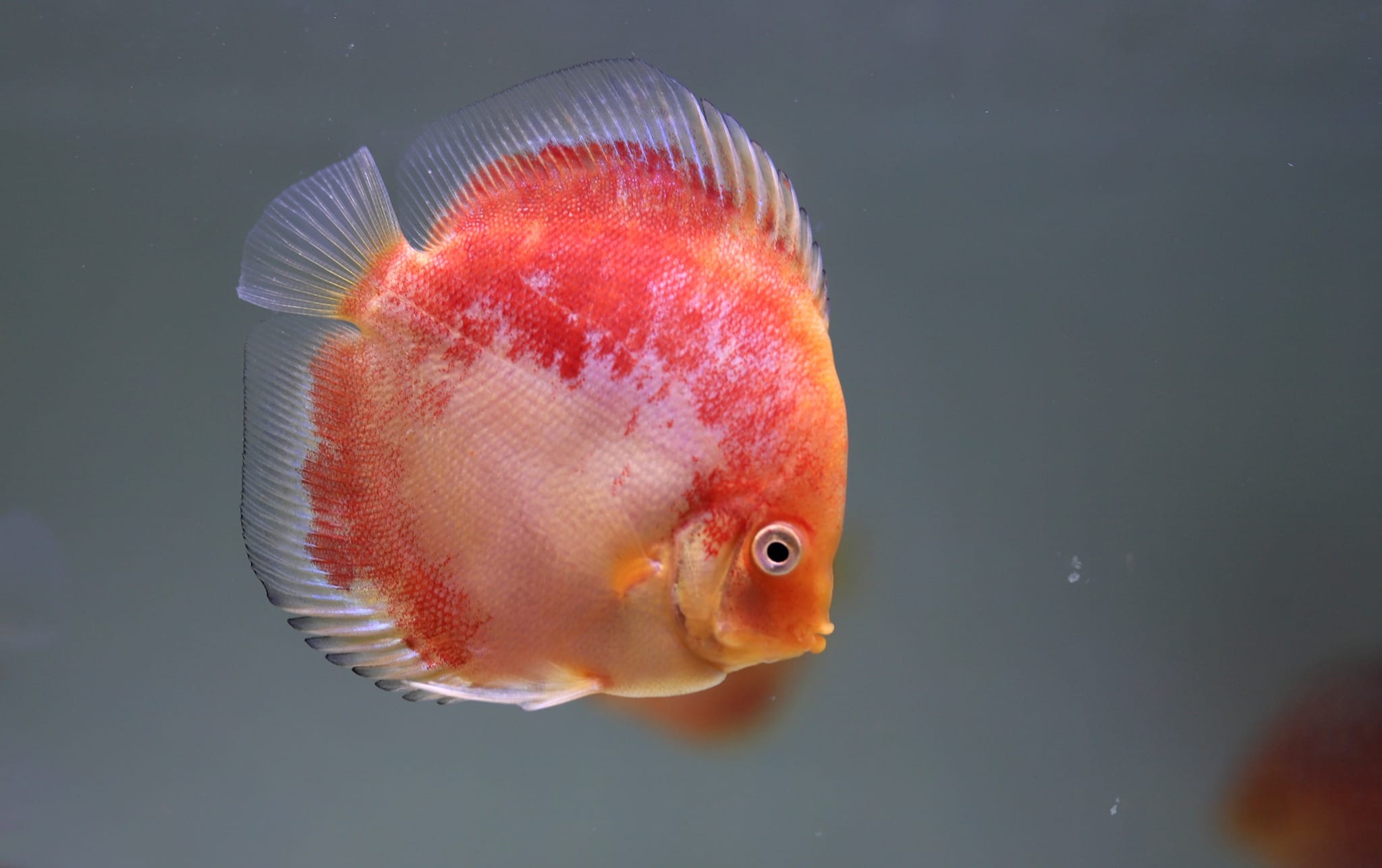 Pla Pan Discus