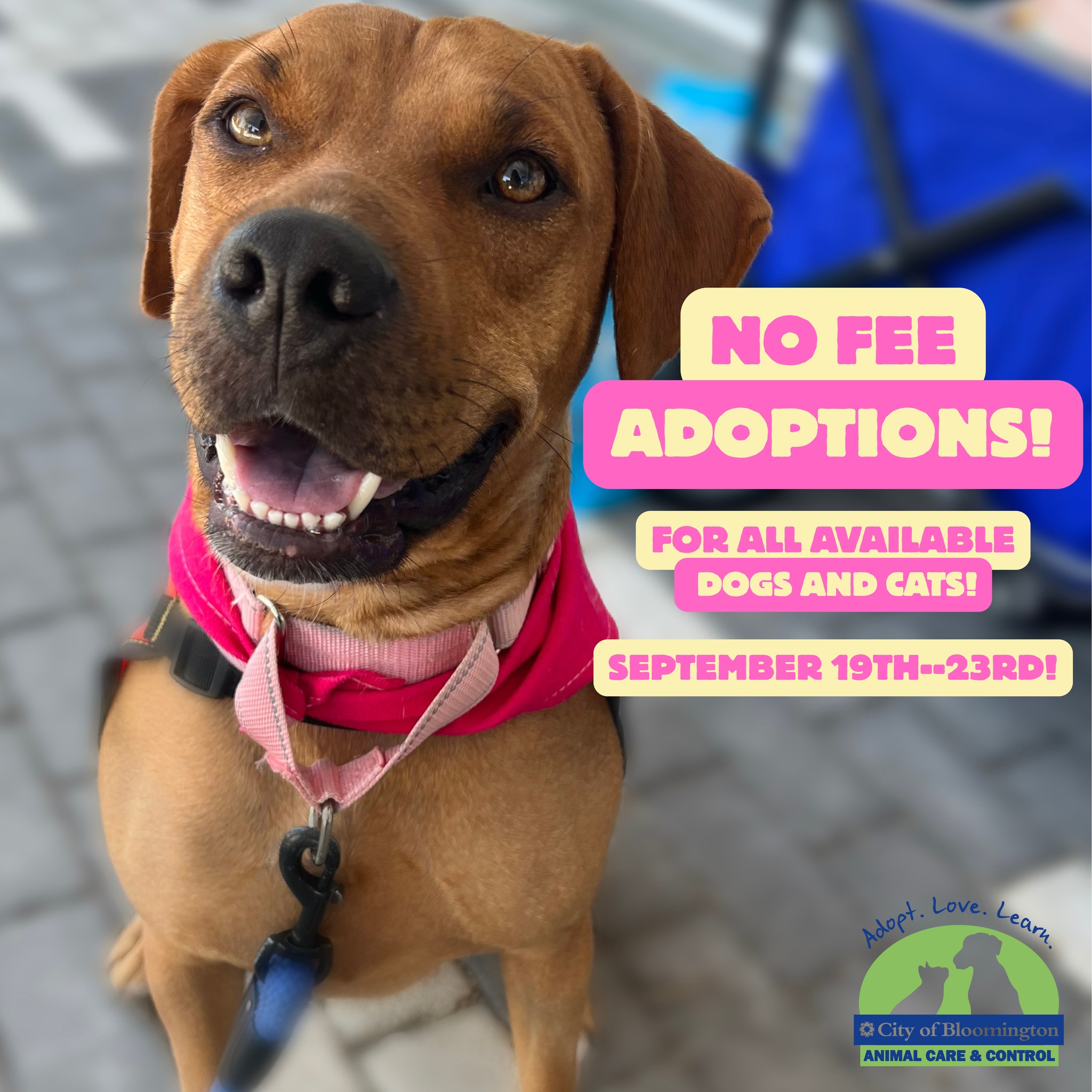 Fee Waived Adoptions!