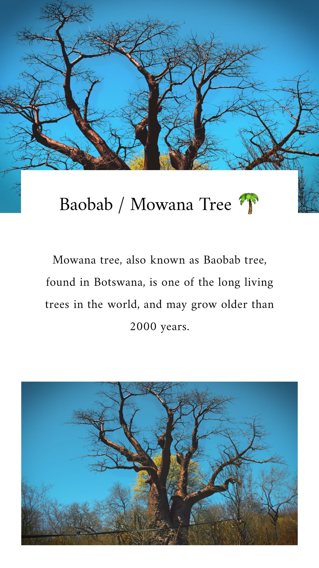 The Mowana Tree 🌴 #MyBotswana... - Chobe District Council | Facebook