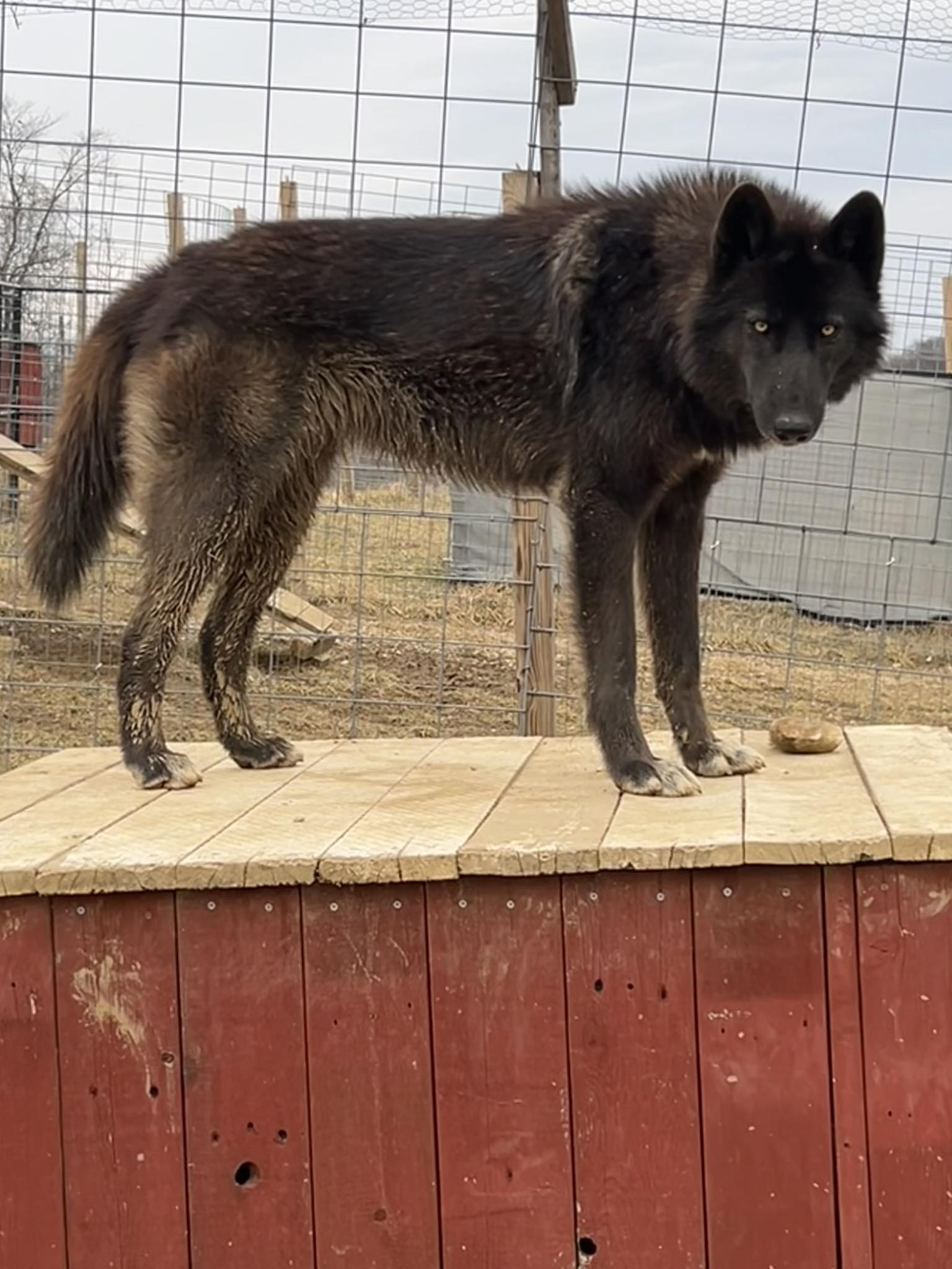 Red Riding Hood Rescue Project - a wolfdog rescue | Middletown OH