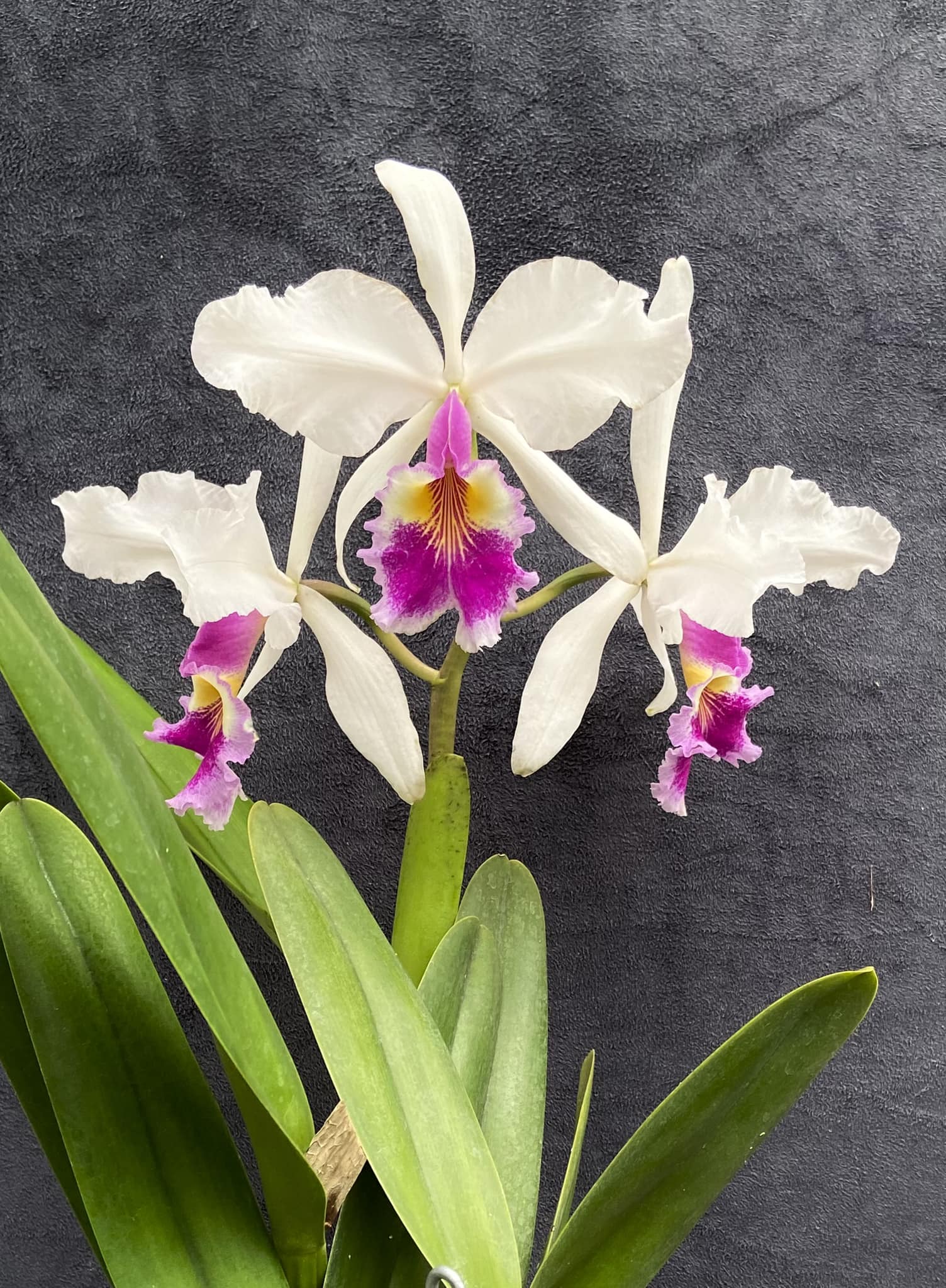 C Warscewiczii 'F.M.B.' orchid stud