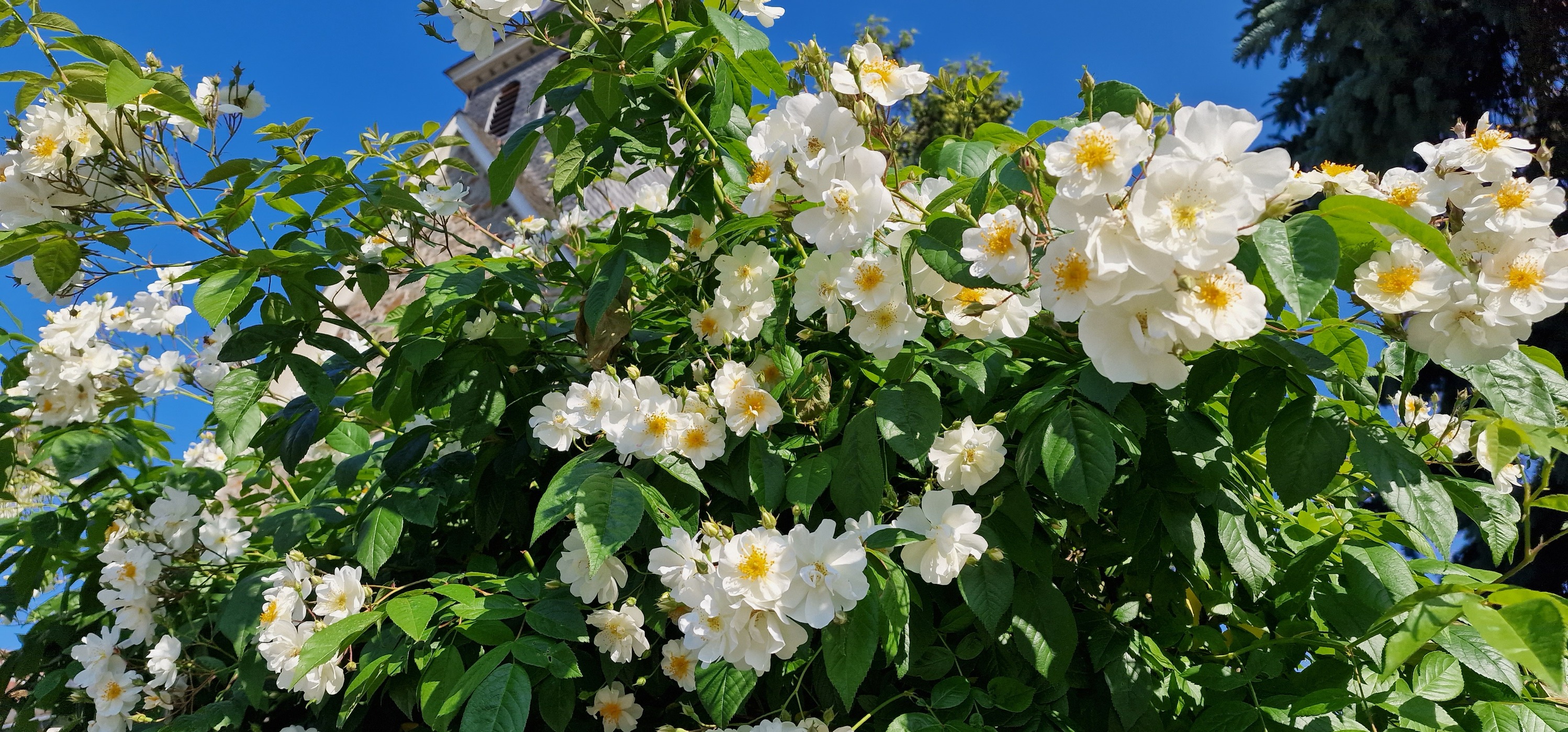 Classic - Die Eltern der Rose 'Bobbie James' sind unbekannt. Sicher ist ...