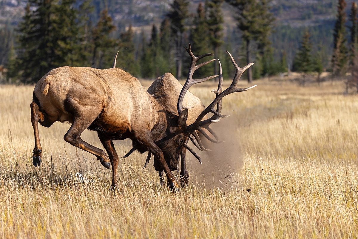 JoeDesjardins.ca - The battle is real. These bull elk are fighting for ...