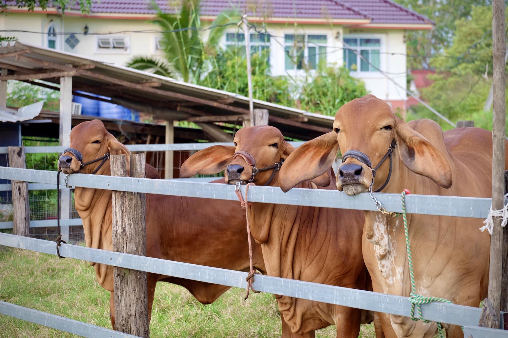 โ... - โชควาสนาฟาร์ม - Chokwassana farm Brahman and Beefmaster