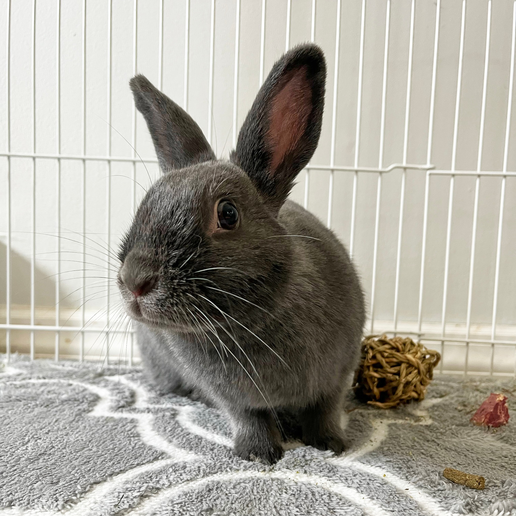 Meet Tara! Miracle bun... - Long Island Rabbit Rescue Group | Facebook