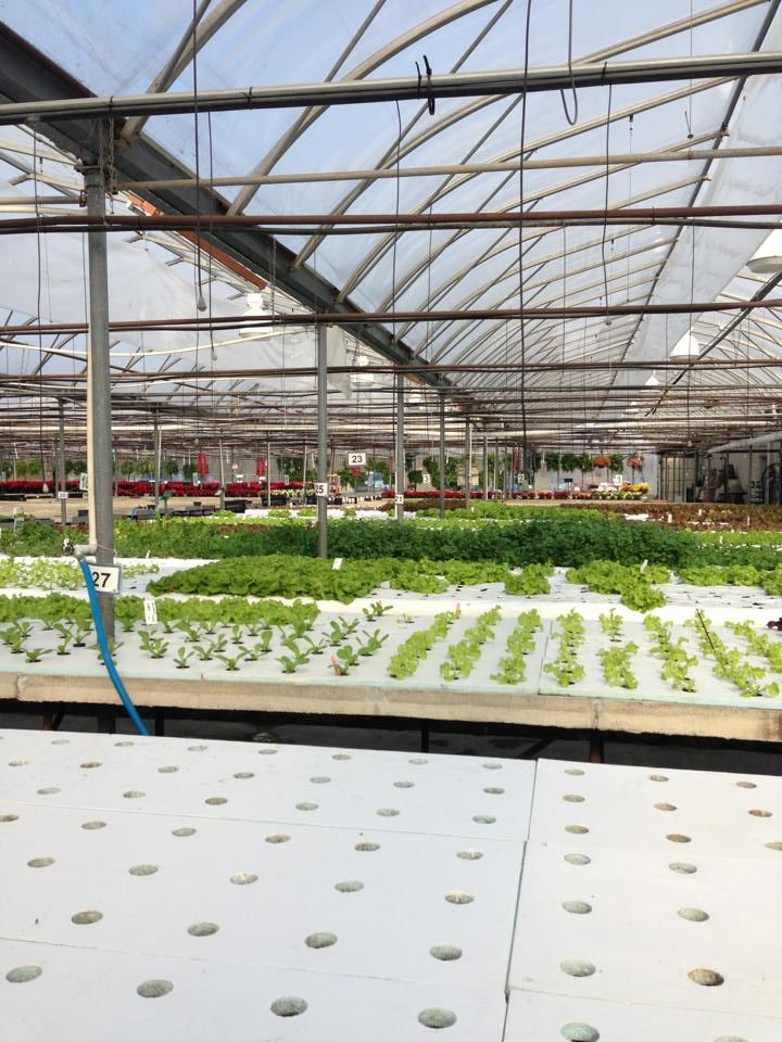 Daily Swag - a large-scale hydroponic greenhouse, where leafy greens ...
