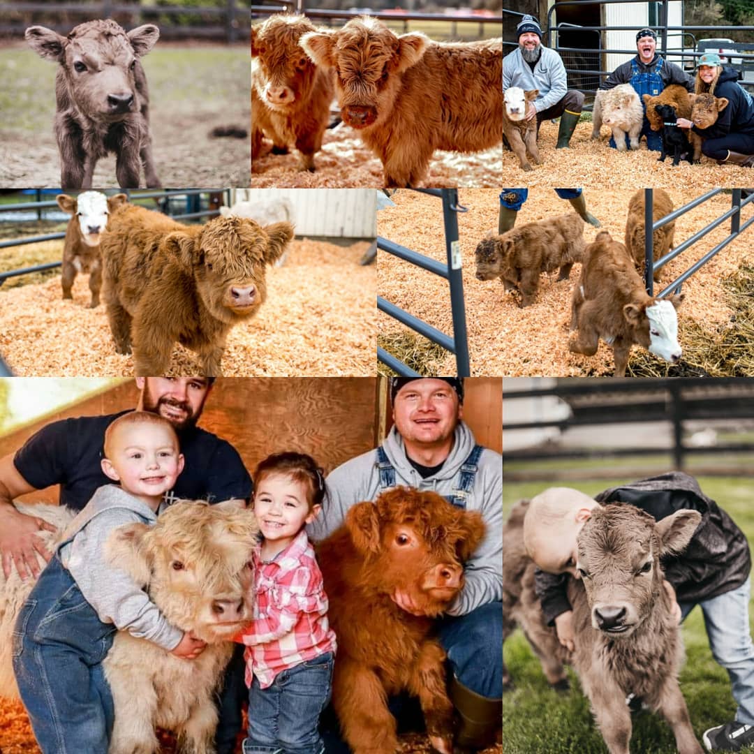 Rocking L Miniature Cattle Ranch - All of the pieces are in place ...