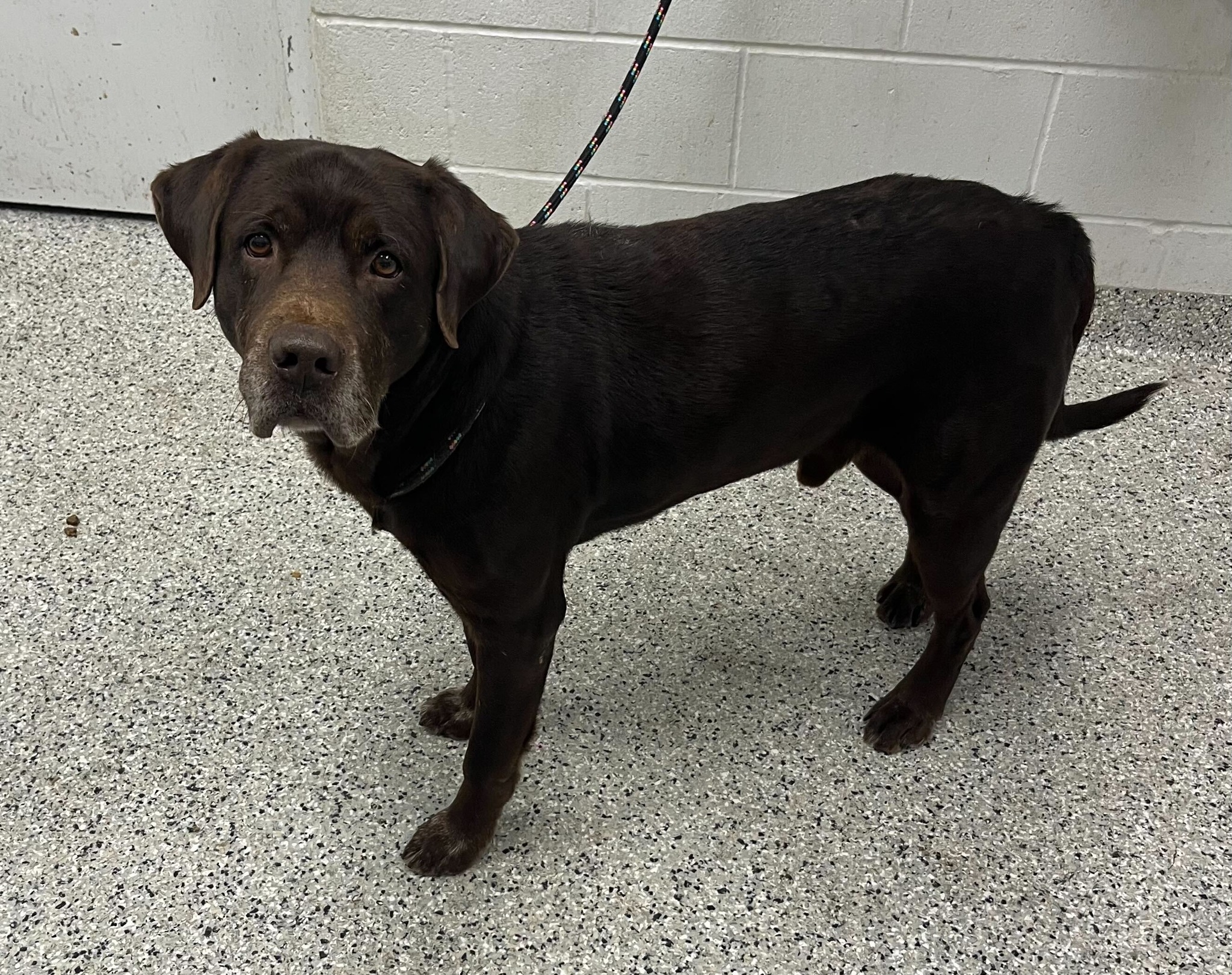 KC Pet Project - Lost & Found - **Reunited with Family** Animal ID ...