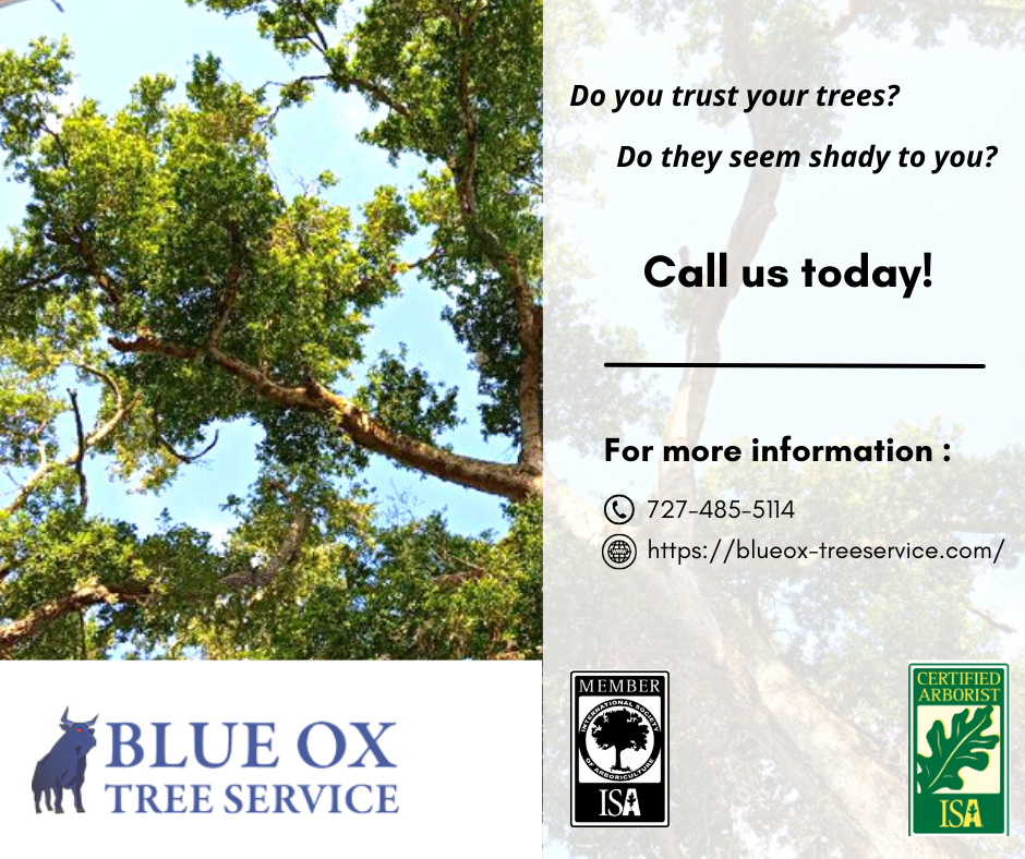 Blue Ox Tree Service