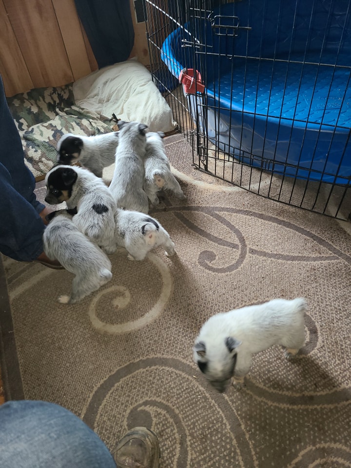 Wilhelm Ranch Dogs