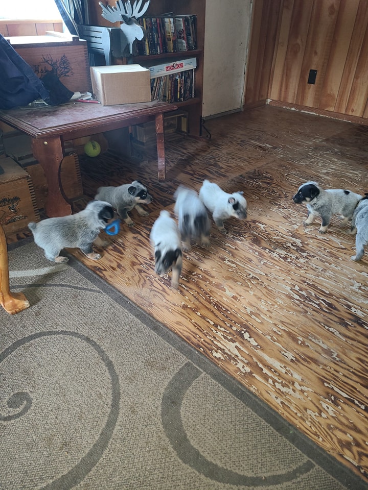 Wilhelm Ranch Dogs