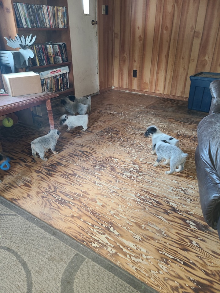 Wilhelm Ranch Dogs