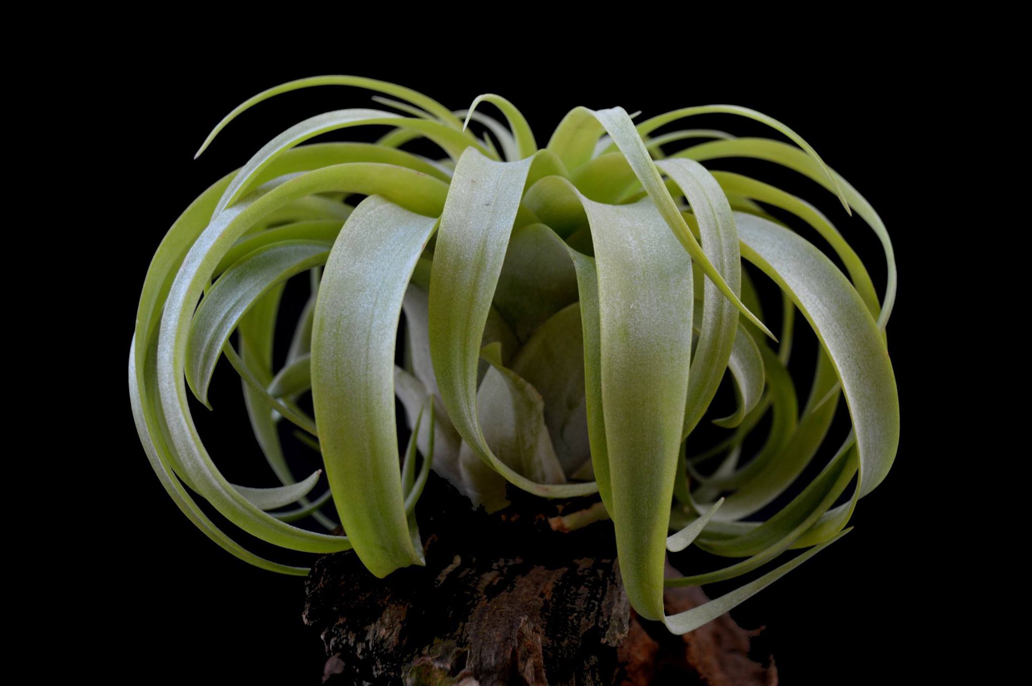 streptophylla Guatemela x DDD