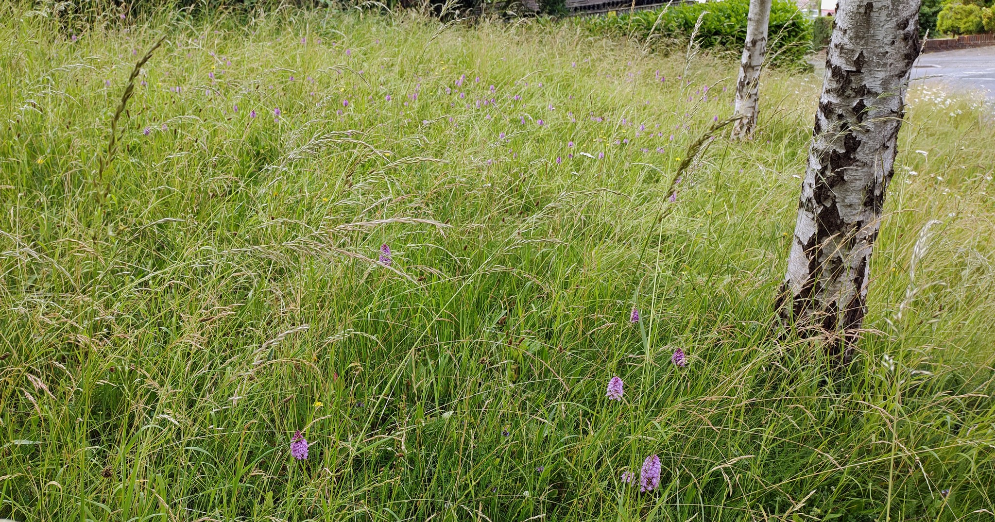 More orchids in surprising places -... - Coulsdon Heritage | Facebook