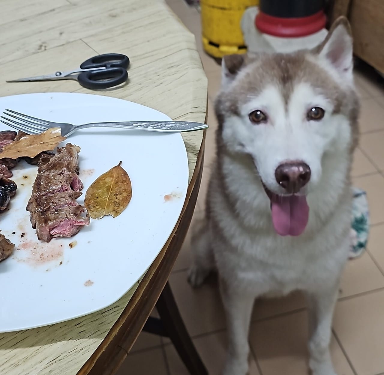 Ringo Tew The Husky