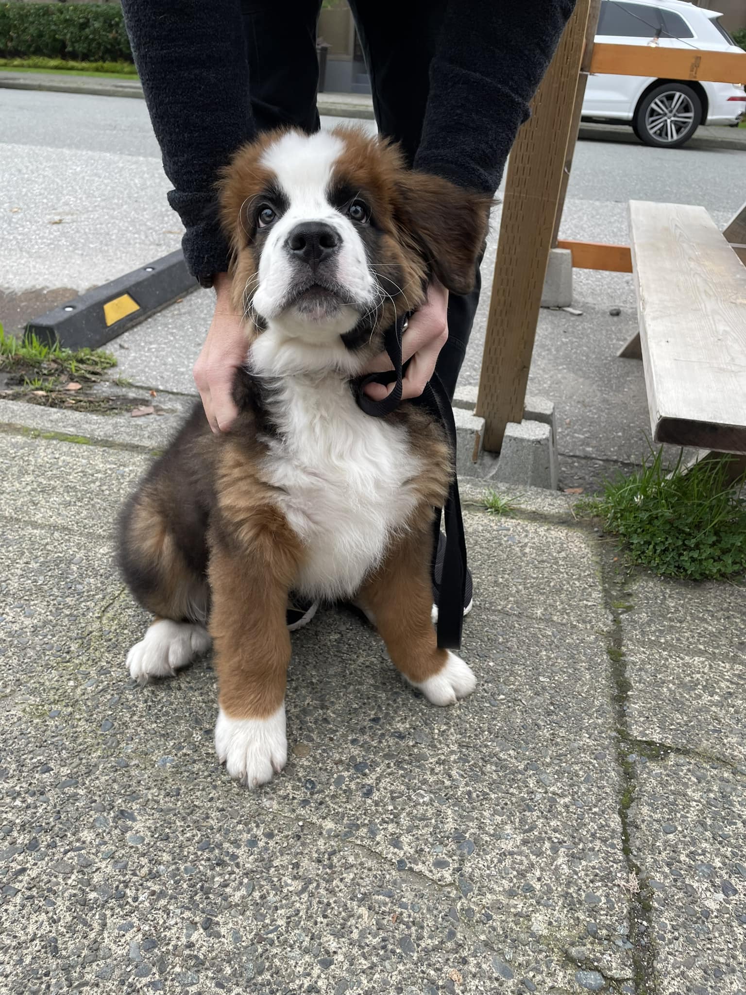 Floofie St Bernard 廃盤 絶版 St. Bernard Dog Building Set – LAminifigs