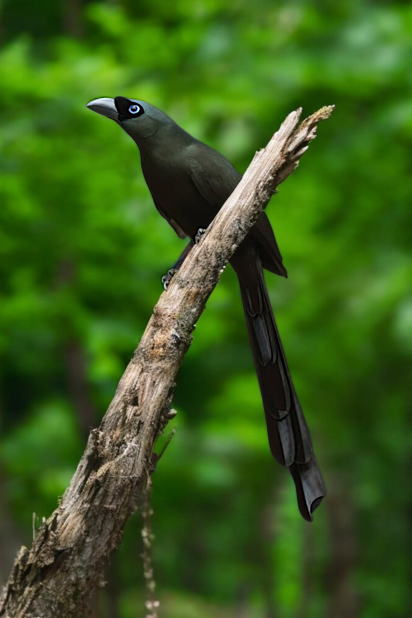 digital - A Racket-tailed Treepie perched on a tree branch 🖤🖤 # ...