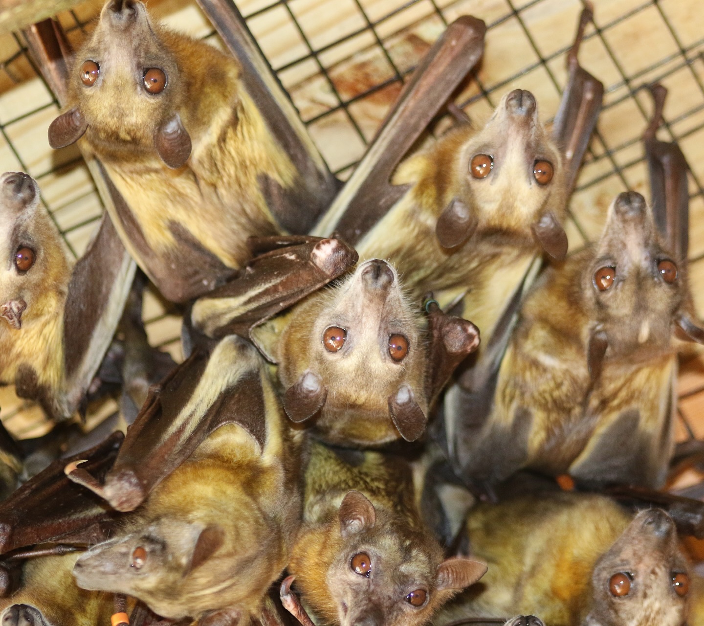 African straw-colored fruit bats at Racine Zoo