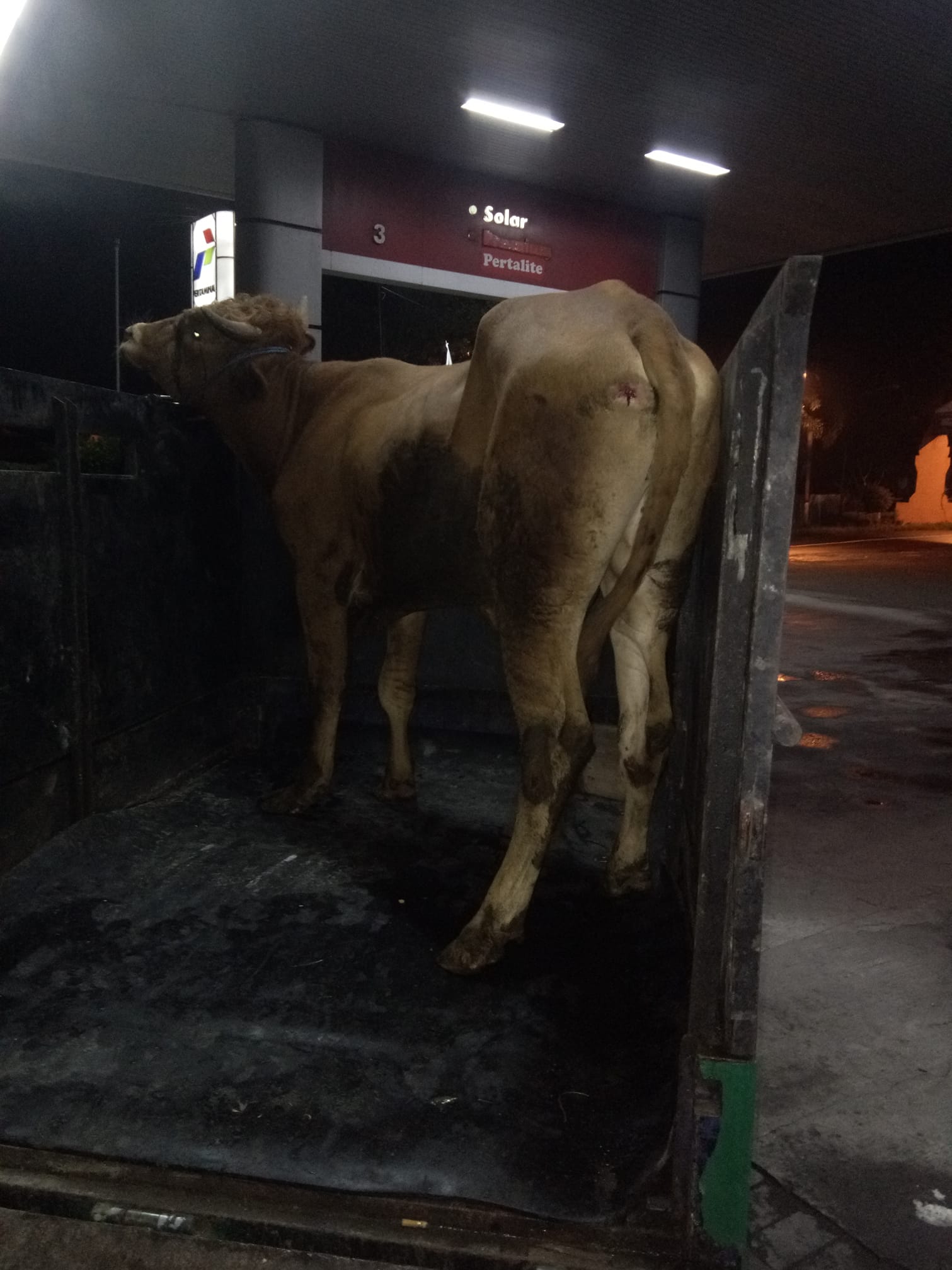 Jagal Sapi Rojo Koyo