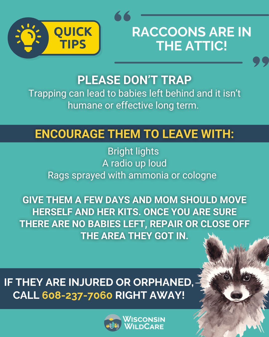 Wisconsin - Has a mother raccoon turned the area under your deck or ...