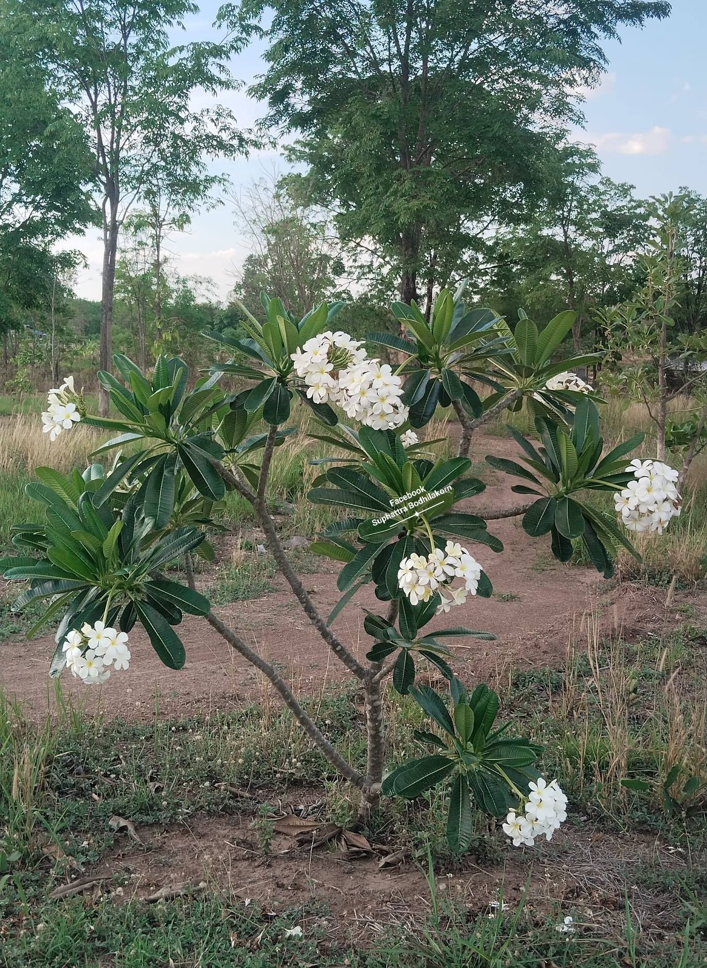 Suphattra Bodhilakorn