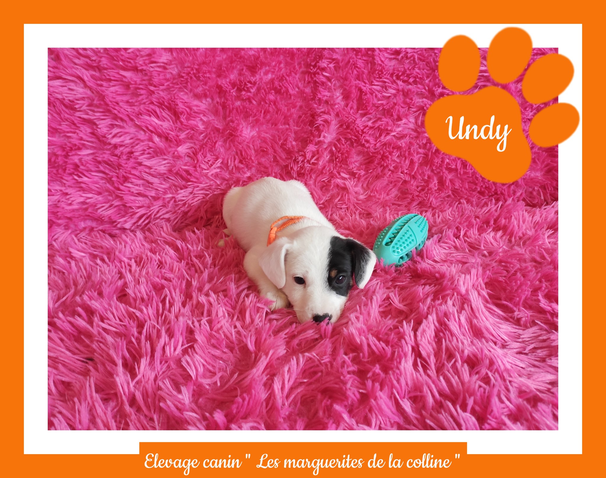 Elevage Canin Les Marguerites De La Colline
