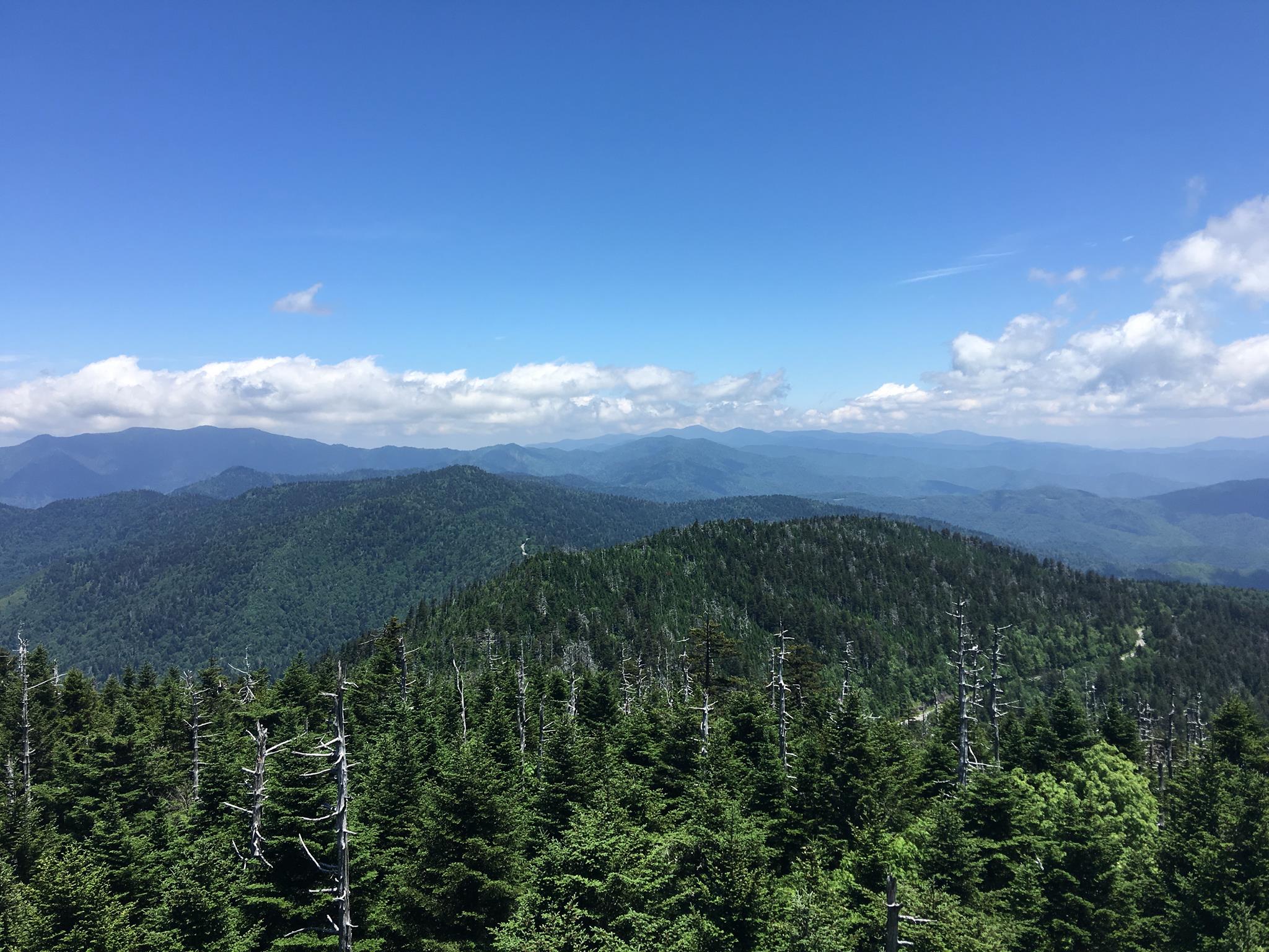 Asheville - Hike through fields of wildflowers and wild blueberries and ...
