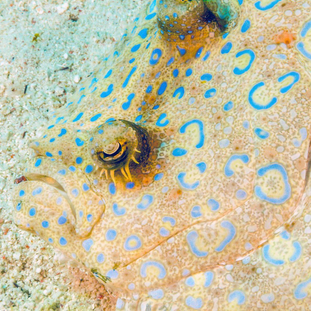 Ocean - Did you know that the peacock flounder gets its name from its ...