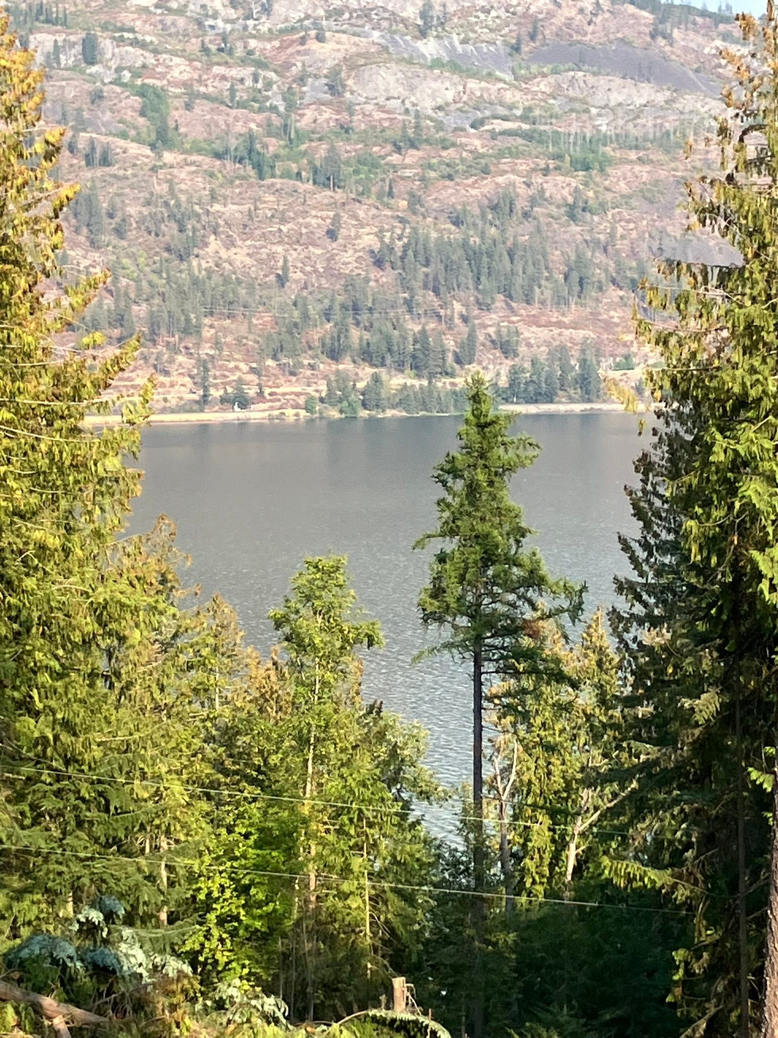 Old Growth Tree Service | Sandpoint ID
