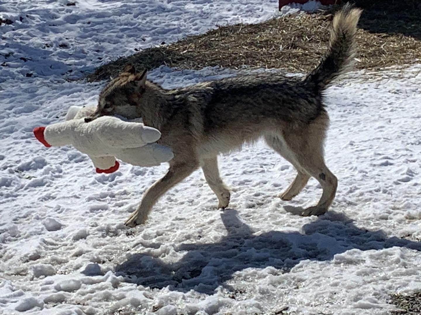 Help... - Red Riding Hood Rescue Project - a wolfdog rescue | Facebook