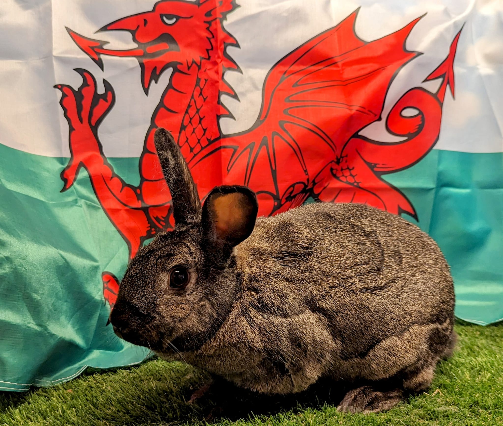 RSPCA Cymru - Aww this is so sad. Rehoming has really...