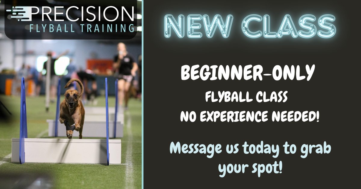 Doggonefast Flyball Club