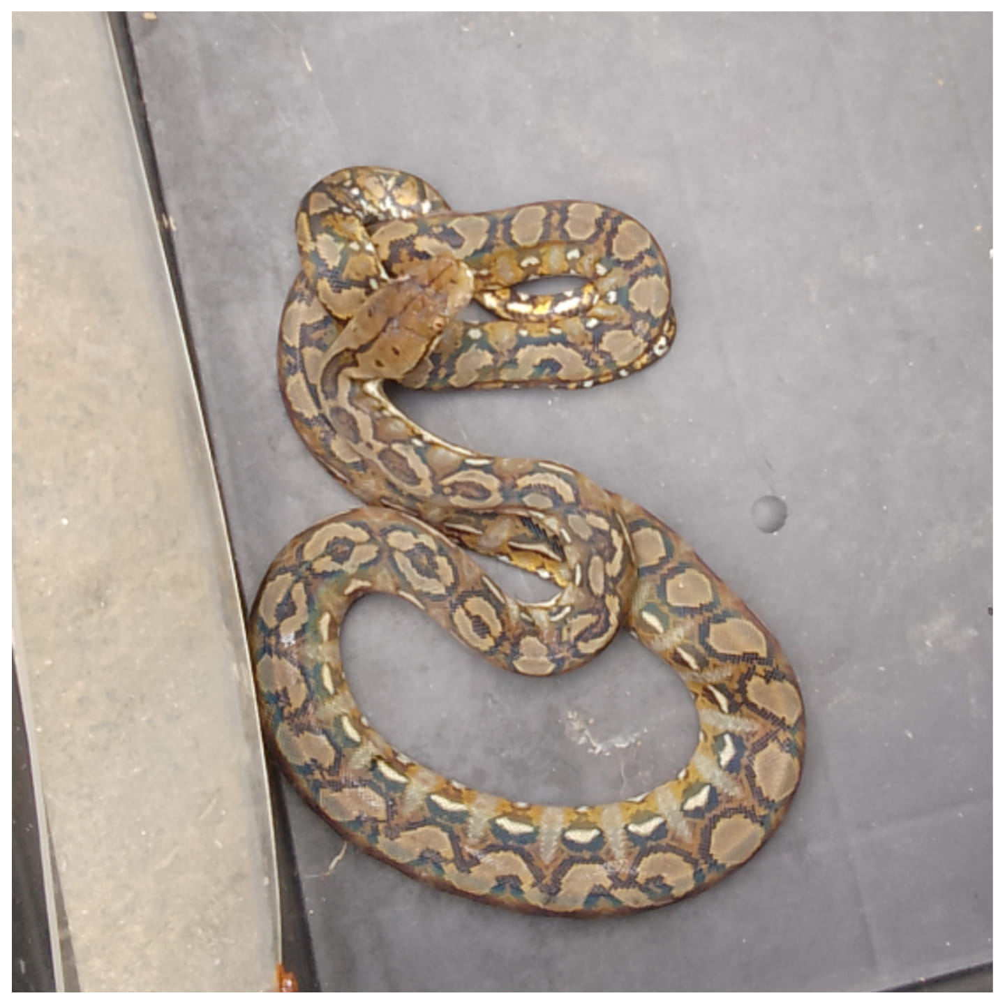 Earlier today, representatives of... - Zoo Crew Philippines