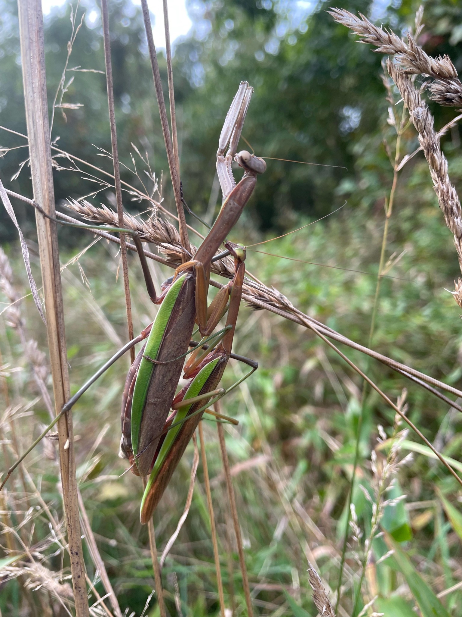 Praying mantis photo from Walbridge, Ohio