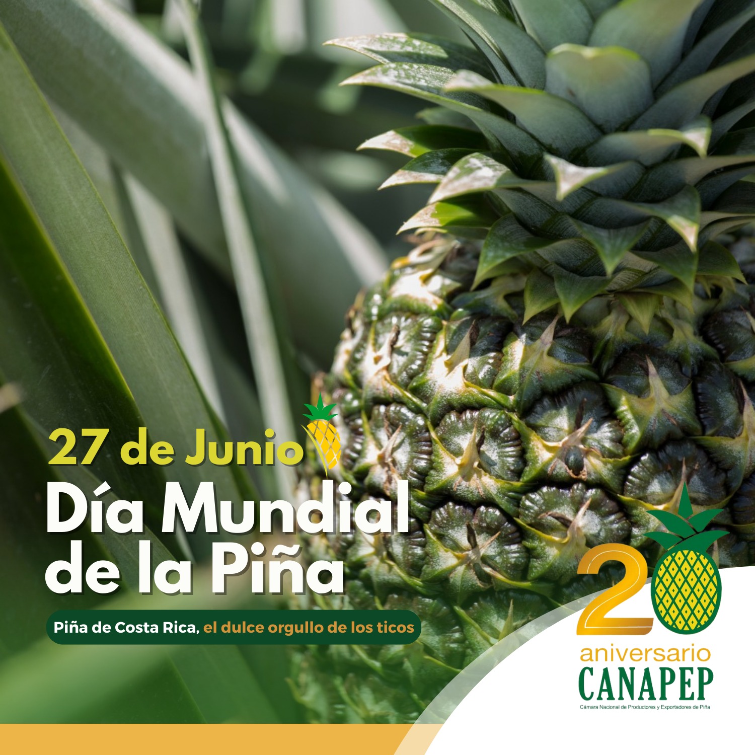 La... - Cámara Nacional de Productores y Exportadores de Piña