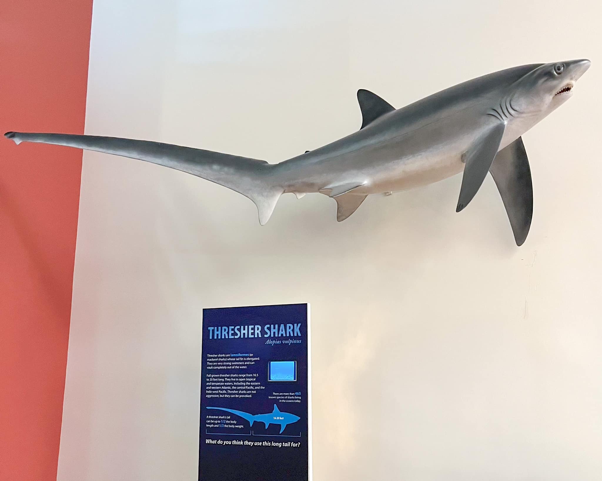 The thresher shark 🦈 are lamniform sharks found in temperate and