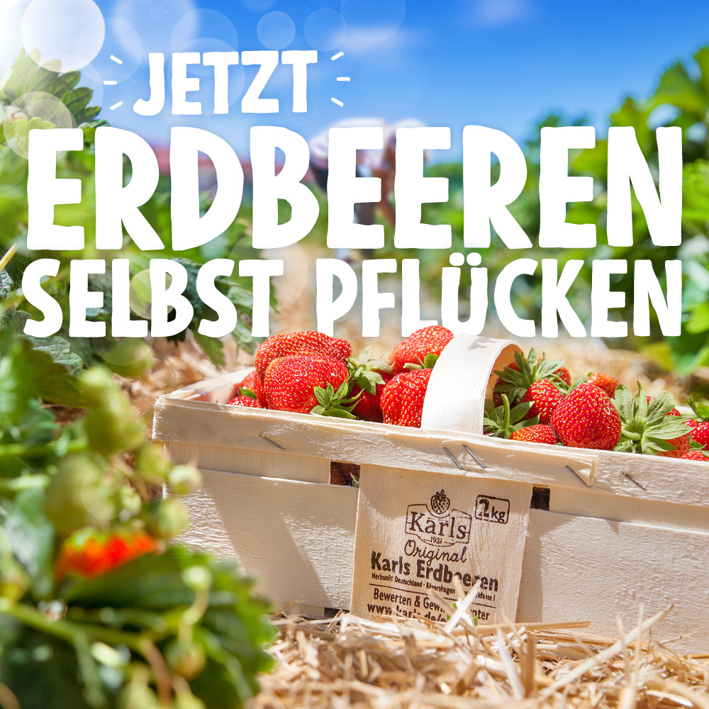 Karls Erlebnis-Dorf - Das Selbstpflückfeld in Rövershagen ist geöffnet ...